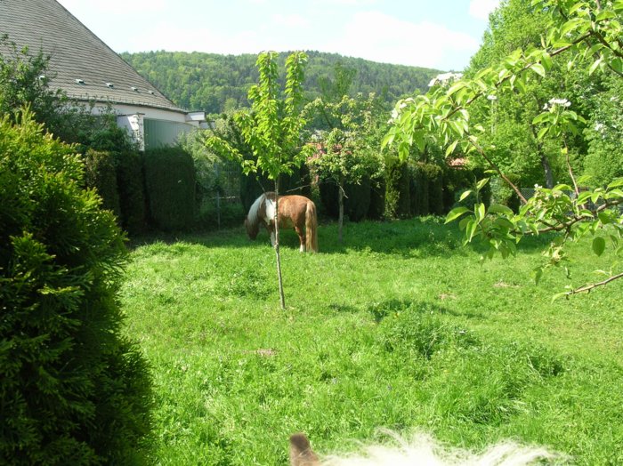 wombach014.jpg