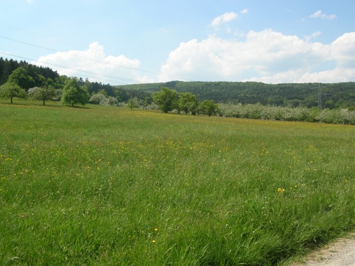 wombach021.jpg