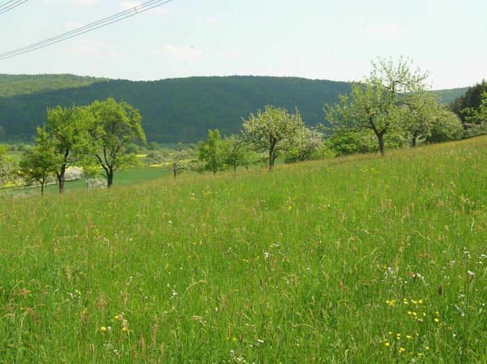 wombach024.jpg