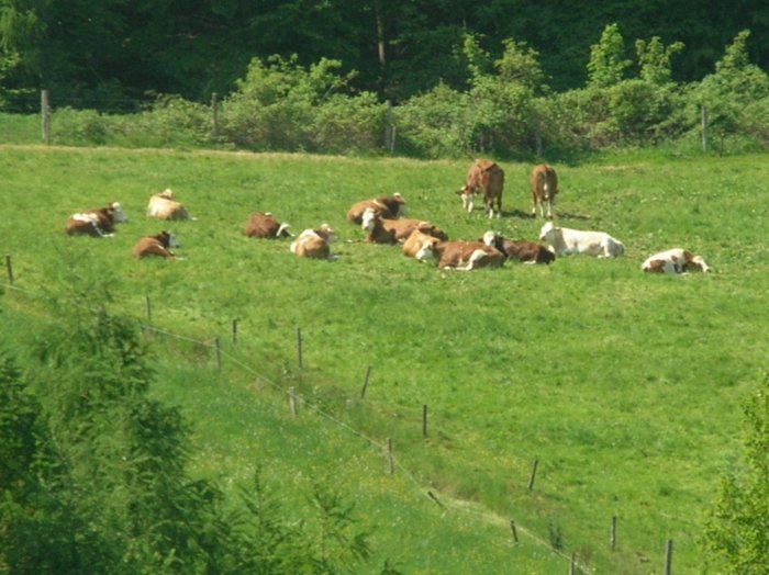 wombach035.jpg