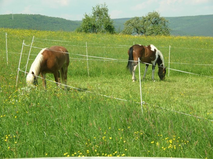 wombach046.jpg