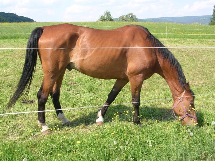 wombach047.jpg