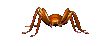 Vorsicht Spinne