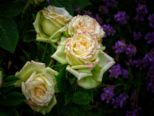 blumen05072021_040.jpg