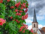 lohr_160515__025.jpg