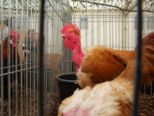 msp_expo_2010__085.jpg
