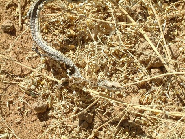 namibia4.jpg