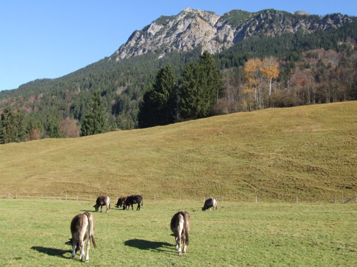 allgaeu288.jpg