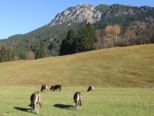 allgaeu288.jpg