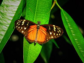 Schmetterling