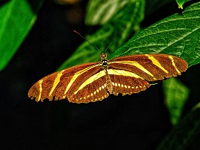 Schmetterling