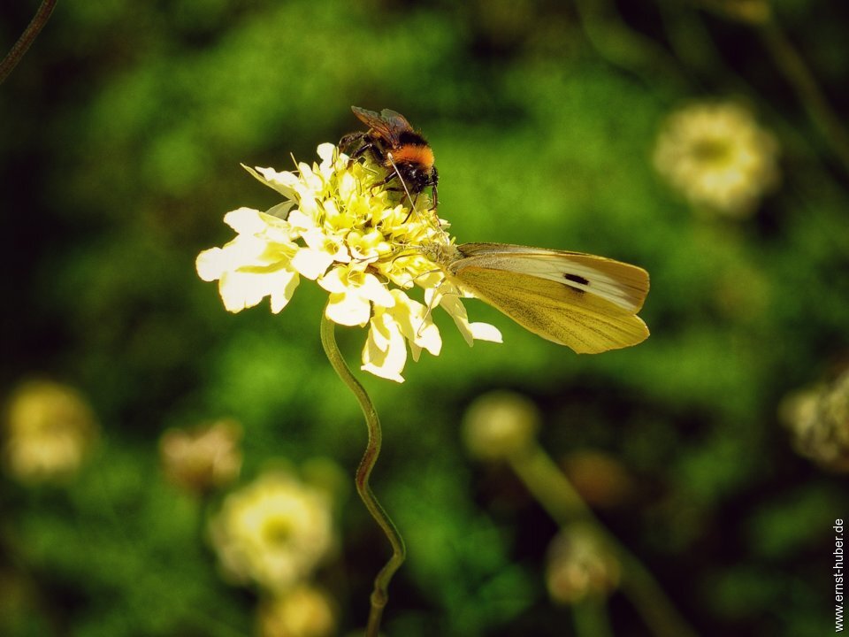 palmengarten__042.jpg