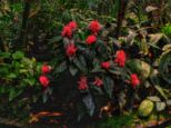 palmengarten__421.jpg