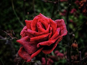 Rote Rosen