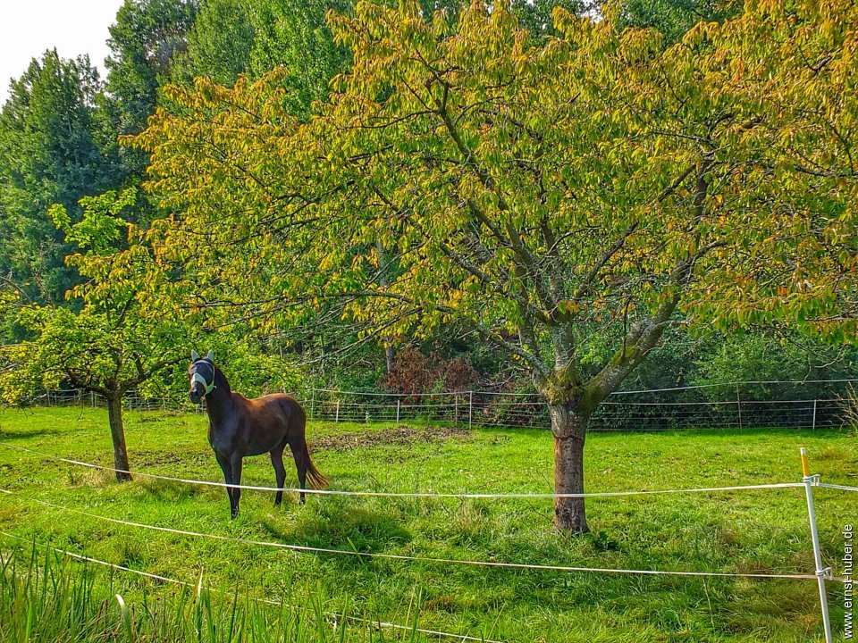 rodenbach092020__074.jpg