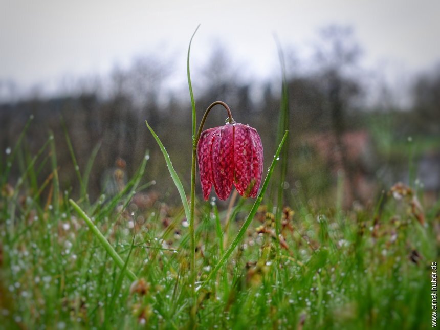 schachblume2023__096-01.jpg