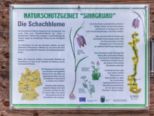 schachblume2023__001-01.jpg