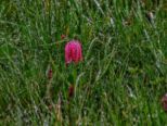 schachblume2023__004-01.jpg