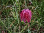 schachblume2023__108-01.jpg