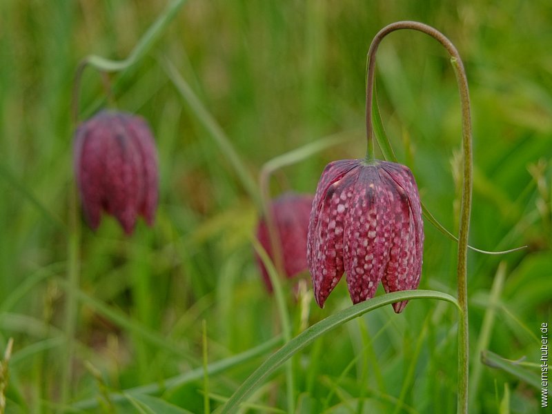 schachblume__176.jpg
