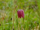 schachblume__153.jpg