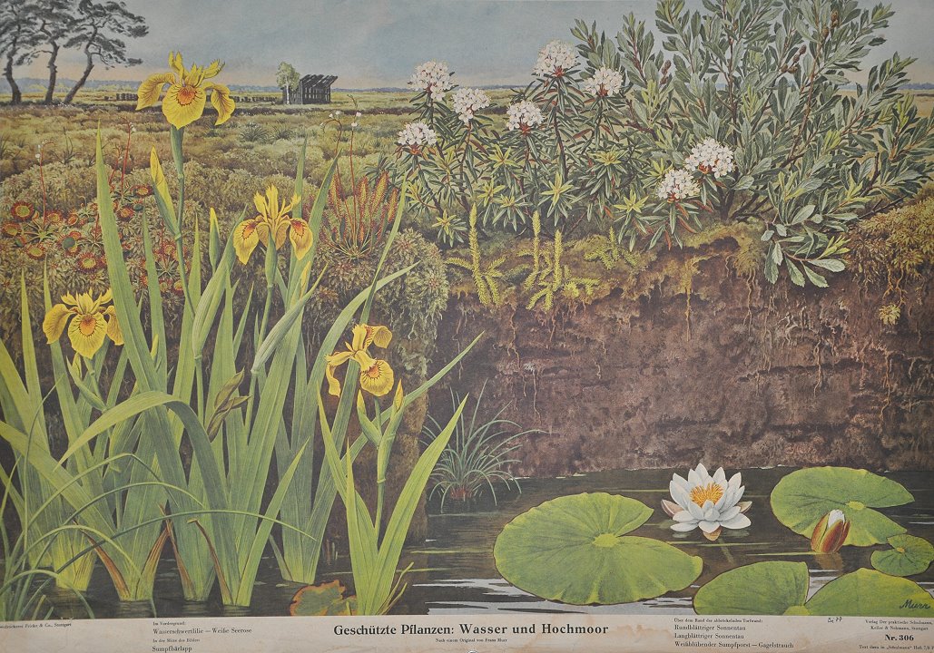 Geschtzte Pflanzen, Wasser und Hochmoor, Schulwandbild 1942