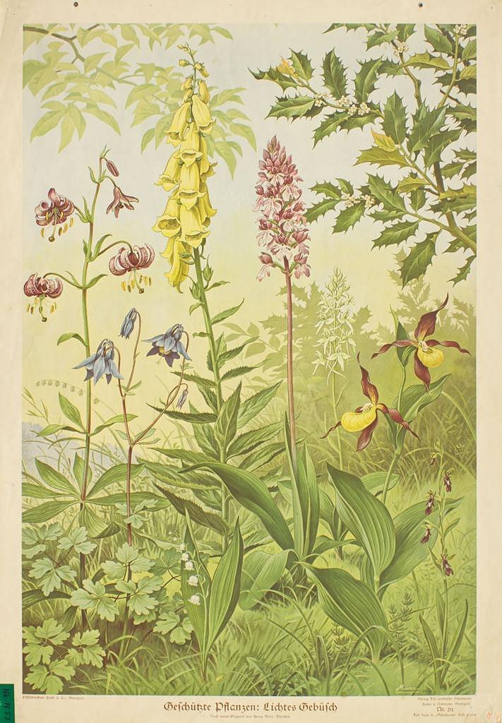 Geschtzte Pflanzen, Lichtes Gebsch, Schulwandbild 1939