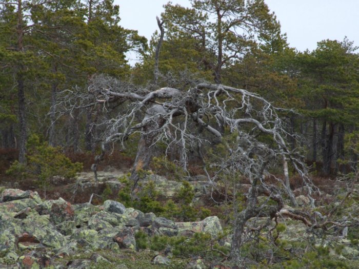 oernskoldsvik_02_05_11__201.jpg