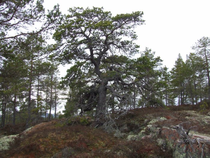 oernskoldsvik_02_05_11__208.jpg
