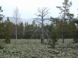 oernskoldsvik_02_05_11__176.jpg
