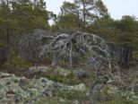 oernskoldsvik_02_05_11__201.jpg
