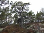 oernskoldsvik_02_05_11__208.jpg