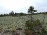 oernskoldsvik_02_05_11__227.jpg