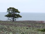 oernskoldsvik_02_05_11__236.jpg