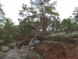 oernskoldsvik_02_05_11__338.jpg