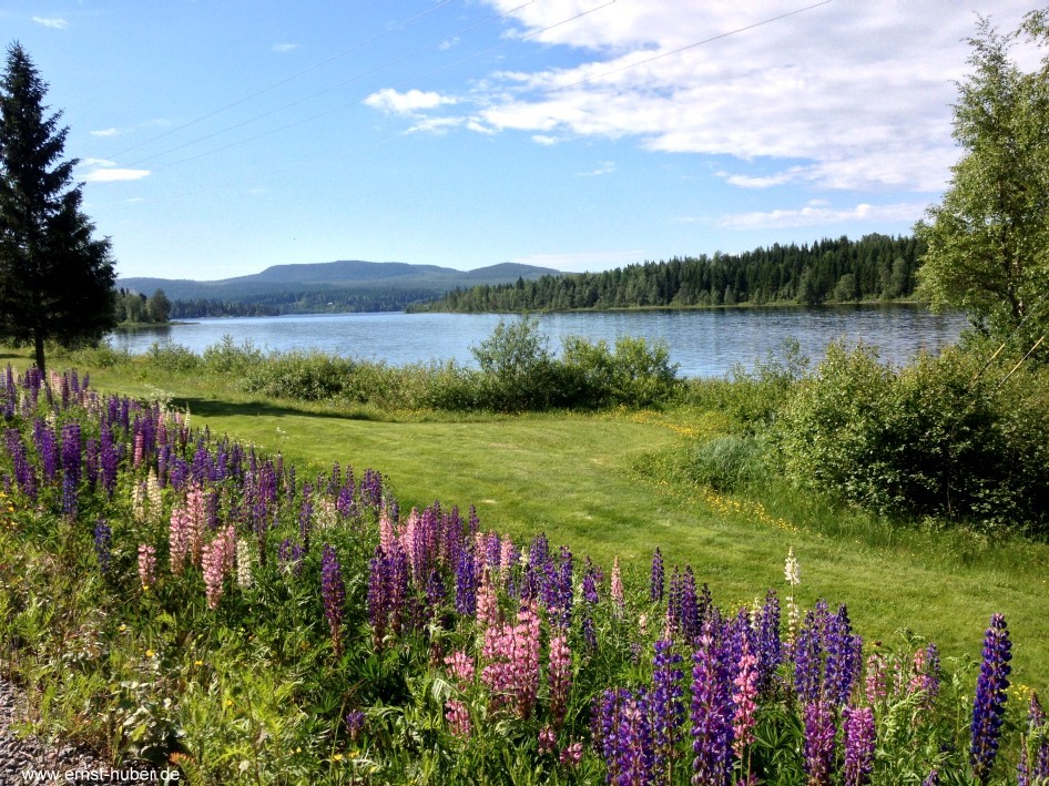 Blumenwiese und Bucht in Näske in Schweden