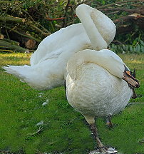 Schwanen Yoga