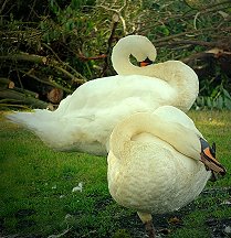 Schwanen Yoga