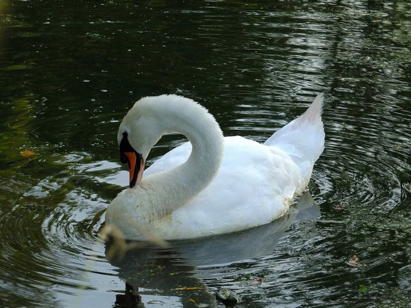 sommernachtstraum19__050.jpg