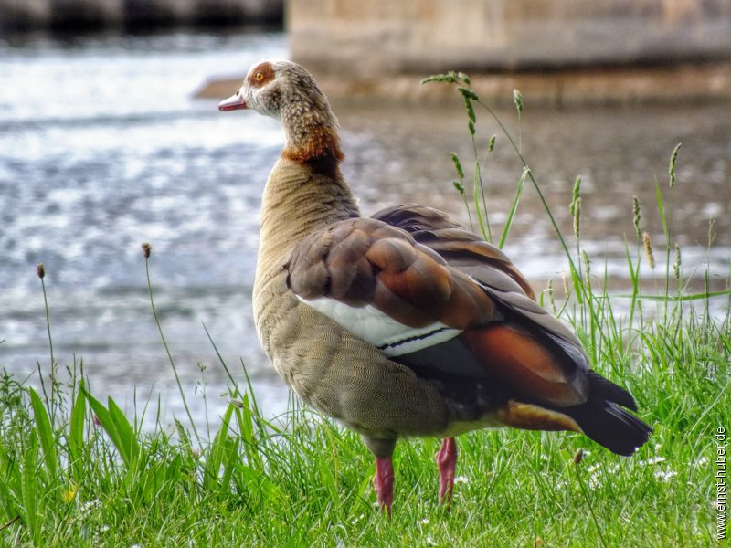 lohr_170515_020.jpg