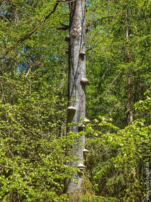 sylvan2026__010.jpg