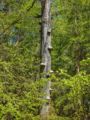 sylvan2026__010.jpg