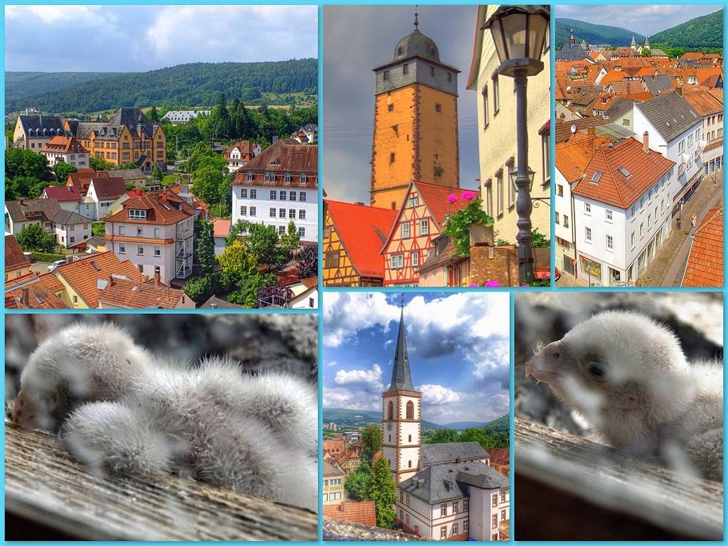 Turmfalkennachwuchs auf dem Bayersturm in Lohr a. Main