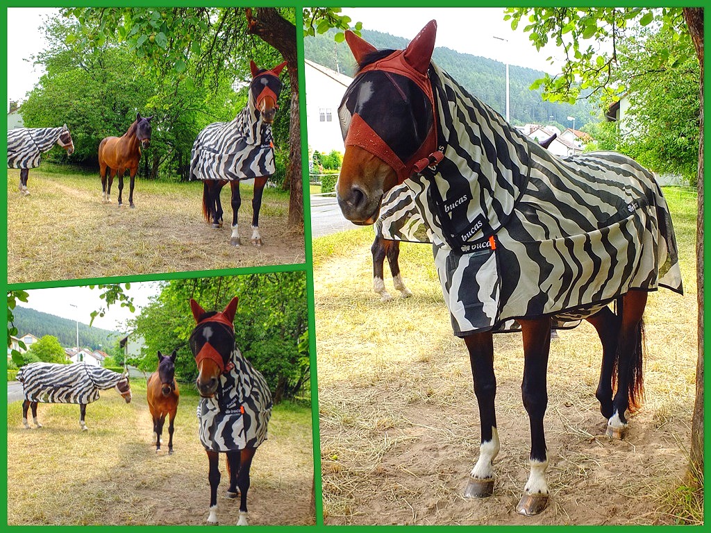 Zebras in Sendelbach
