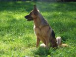tiersegnung_2010__295.jpg