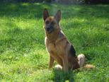 tiersegnung_2010__296.jpg