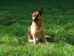 tiersegnung_2010__297.jpg