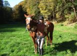 tiersegnung_2010__320.jpg