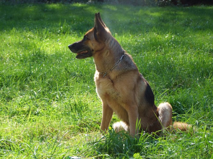 tiersegnung_2010__295.jpg