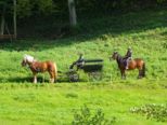 tiersegnung2015__105.jpg